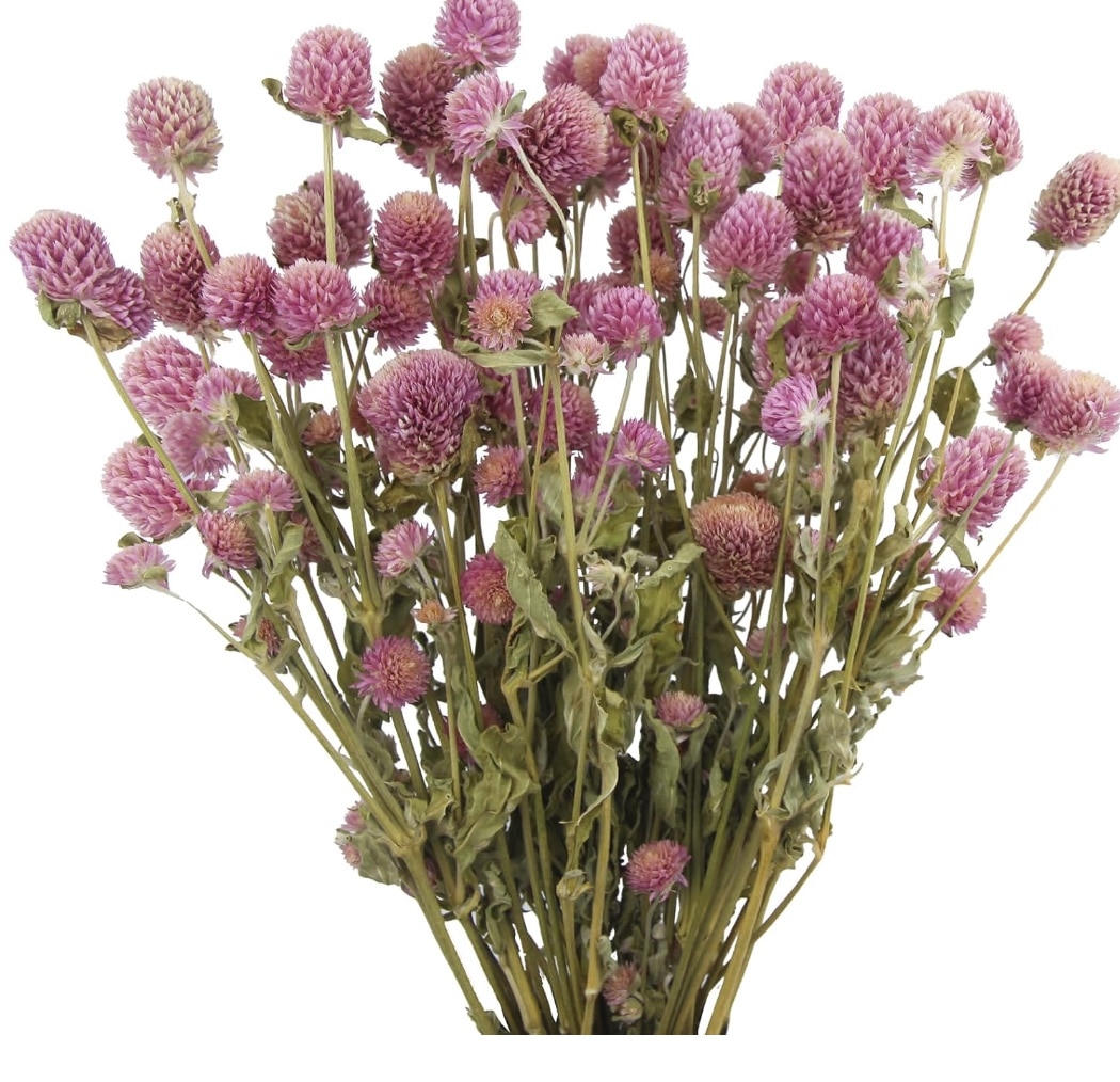 A bouquet of dried pink globe amaranth flowers with green stems, fanned out against a white background, evokes a pumpkin with flowers DIY project. The dense clusters of small round blossoms create a vibrant and textured appearance.